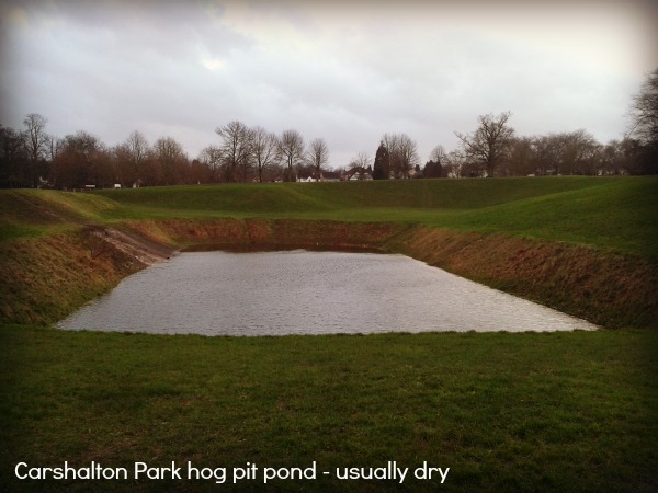 Carshalton Park flooded hog pit pond
